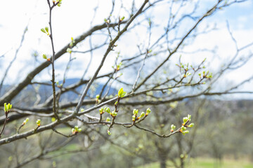 A close-up of a flowering branch delicately adorned with bursting buds, displaying natures beauty and vitality on a fresh spring day.