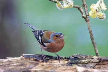 Buchfink (Fringilla coelebs)