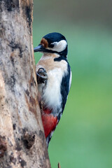 Buntspecht (Dendrocopos major)