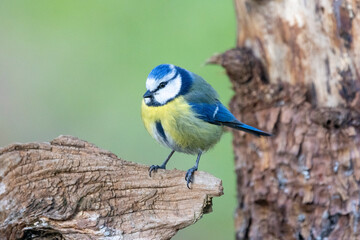 Blaumeise (Cyanistes caeruleu)