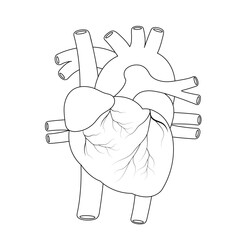 Drawing real human heart anotomy flat icon isolated on white background.Design for logo.Using for clipart.Concept for medical health care.Vector.Illustration.