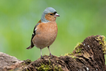 Buchfink (Fringilla coelebs)