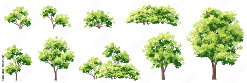 Wall mural Vector watercolor of tree side view isolated on white background for landscape  and architecture drawing, elements for environment and garden, painting botanical for section and elevation 