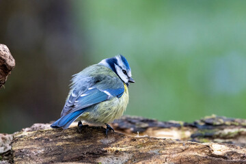 Blaumeise (Cyanistes caeruleu)