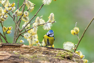 Blaumeise (Cyanistes caeruleu)