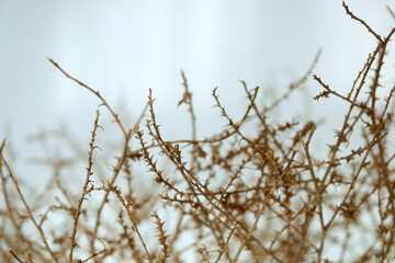 Fototapeta na wymiar Dry thorn isolated on white background.
