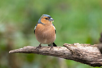 Buchfink (Fringilla coelebs)