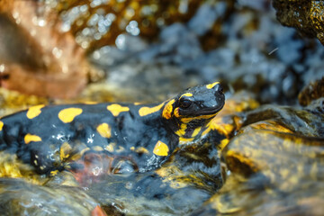 Beautiful lizard Fire salamander in water of a spring stream. An amphibian in a native habitat. Spring, the reproduction period at amphibia