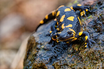 Beautiful lizard Fire salamander close-up portrait. An amphibian on wet rock in a native habitat....