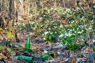 Blooming Leucojum vernum, beautiful spring flowers among broken bottles and plastic trash. Barbaric attitude towards nature, environmental pollution