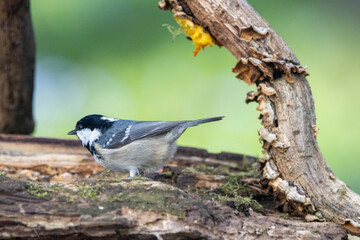 Tannenmeise (Periparus ater)