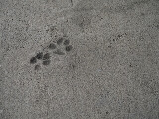 コンクリートについた猫の足跡