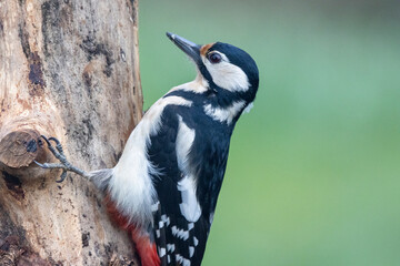 Buntspecht (Dendrocopos major)