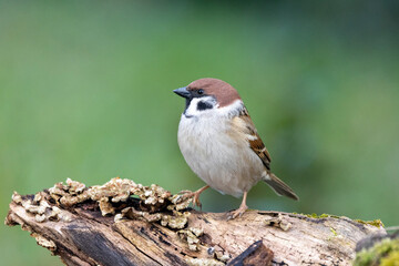 Feldsperling oder Feldspatz (Passer montanus)