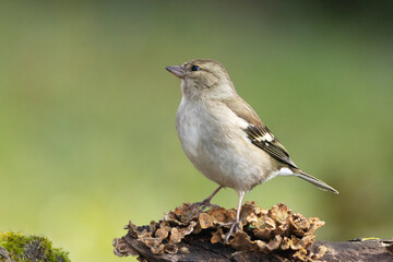 Buchfink (Fringilla coelebs)