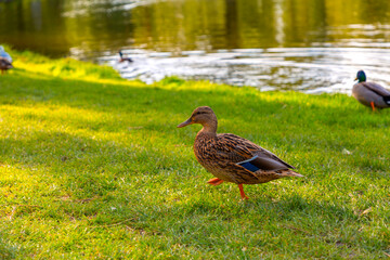 Fototapeta premium Ducks walking on grass inside the Voldelpark in Amsterdam, NL