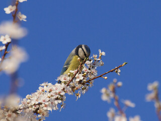 blue tit on a branch
