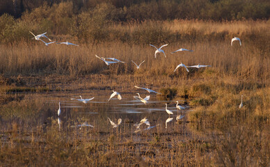 Fototapeta na wymiar flock of great white heron