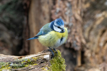 Blaumeise (Cyanistes caeruleu)