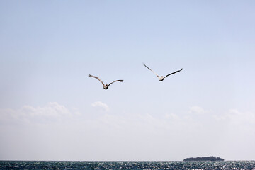 Two pelicans flying above the Atlantic ocean. Wild birds near the Cuba coast