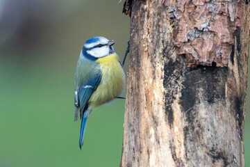 Blaumeise (Cyanistes caeruleu)