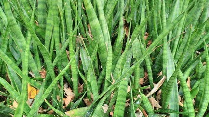Naklejka premium a lush and fertile mother-in-law's tongue plant