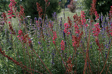 Red and blue small flowers in a clearing. Heuchera sanguinea. bell-shaped, red, small flowers. erect, thin peduncles