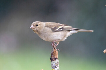 Buchfink (Fringilla coelebs)