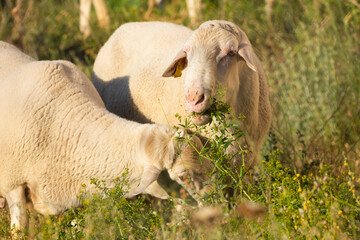 Sheep eating grass in an outdoor pen in a village in Aragon, Spain. They are raised to produce...
