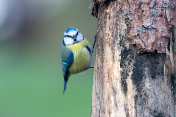 Blaumeise (Cyanistes caeruleu)