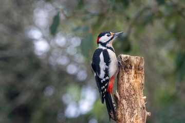 Fototapeta premium Buntspecht&nbsp;(Dendrocopos major)