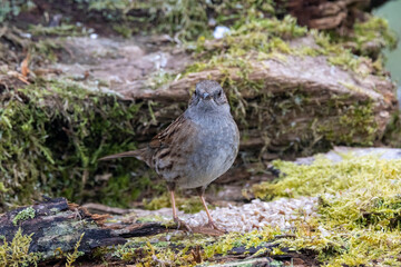 Heckenbraunelle (Prunella modularis)