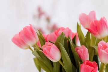 Bouquet of pink tulip flowers on a white background. Front view.