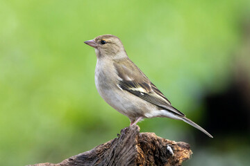 Buchfink (Fringilla coelebs)