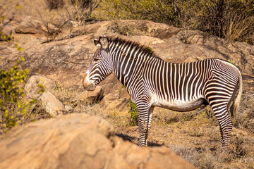 Fototapeta na wymiar Grévy's zebra (Equus grevyi) watching, Samburu National Rerserve, Kenya.