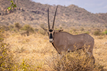 Beisa Oryx ( oryx beisa), adult in Savannah, Samburu National Reserve, Kenya.