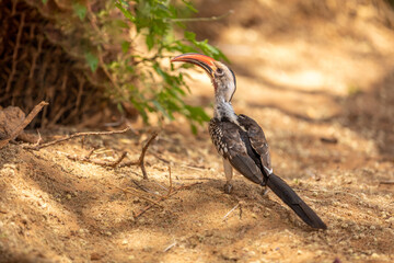 Red-billed hornbill (Tockus erythrorhynchus), Samburu National Reserve, Kenya.