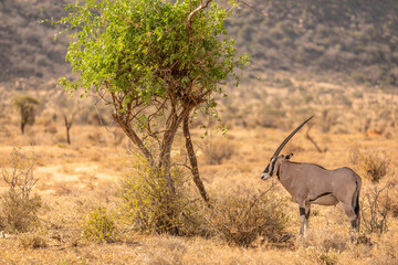 Beisa Oryx ( oryx beisa), adult in Savannah, Samburu National Reserve, Kenya.