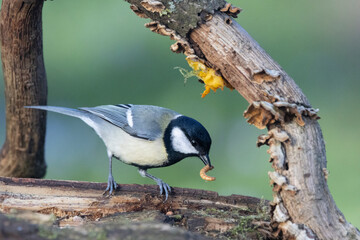 Kohlmeise (Parus major)