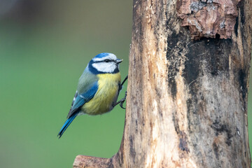 Blaumeise (Cyanistes caeruleu)