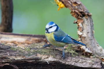 Obraz premium Blaumeise&nbsp;(Cyanistes caeruleu)