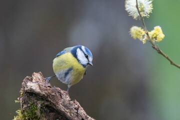 Blaumeise (Cyanistes caeruleu)