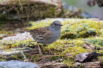 Heckenbraunelle (Prunella modularis)