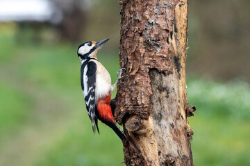 Buntspecht (Dendrocopos major)
