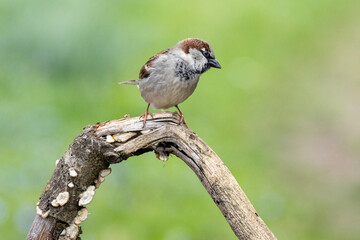 Haussperling (Passer domesticus)
