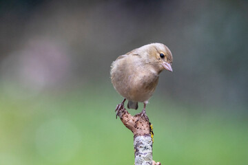 Buchfink (Fringilla coelebs)