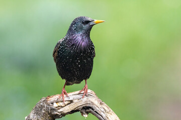 Star (Sturnus vukgaris)
