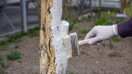 a male farmer covers a tree trunk with protective white paint against pests.
