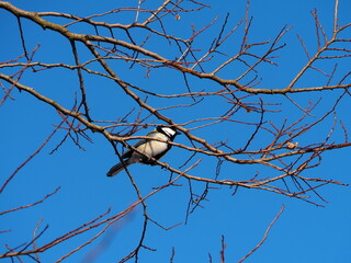 野鳥　シジュウカラ