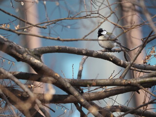 野鳥　シジュウカラ